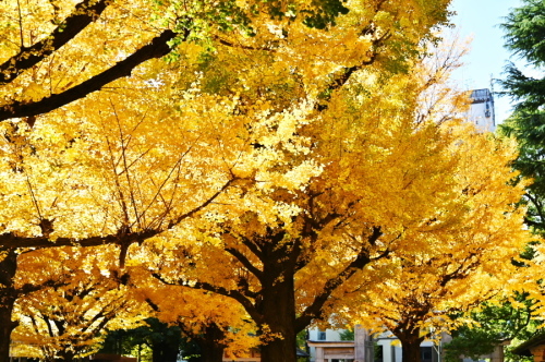 a0263109_10433798.jpg