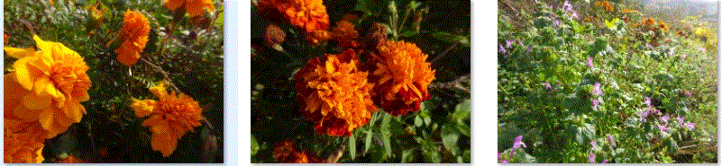 f0231709_14263584.gif
