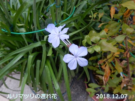 e0033229_1820863.jpg