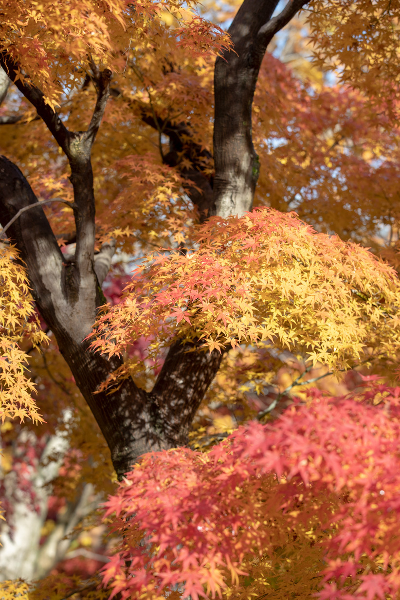 (7)「自然と紅葉」のトップページ　自然と紅葉」「自然の美と美」「紅葉求めて」「紅葉を求めて」_f0033831_16292953.jpg