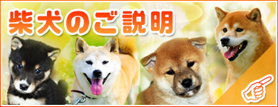 宮城県ペットショップ/この子に決めてよかった！【柴犬】_a0339732_16341206.jpg