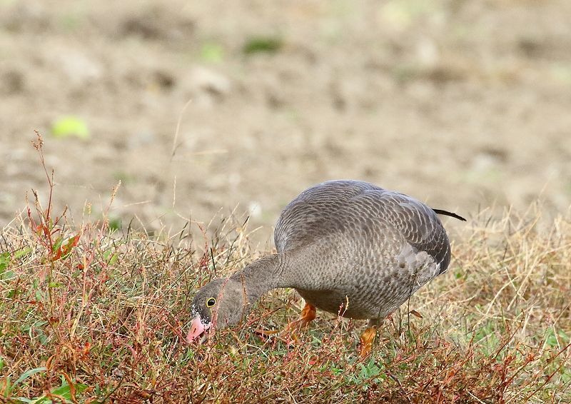 カリガネ成鳥のくちばしは濃いピンクで、マガンより短い_b0346933_05563007.jpg