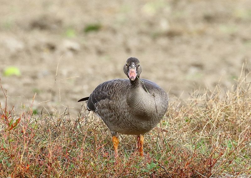 カリガネ成鳥のくちばしは濃いピンクで、マガンより短い_b0346933_05563540.jpg