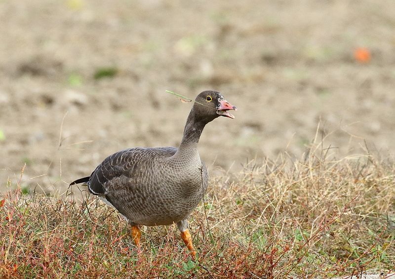 カリガネ成鳥のくちばしは濃いピンクで、マガンより短い_b0346933_05563942.jpg