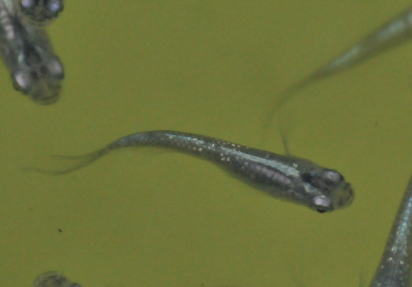 e0097534_16582266.jpg