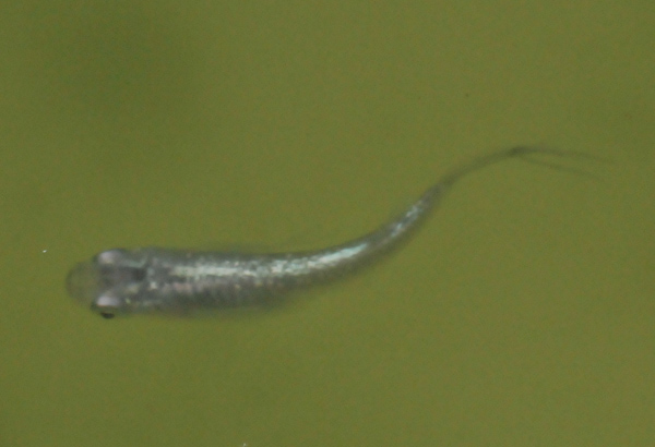 e0097534_16583176.jpg