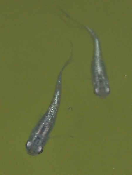 e0097534_16584064.jpg