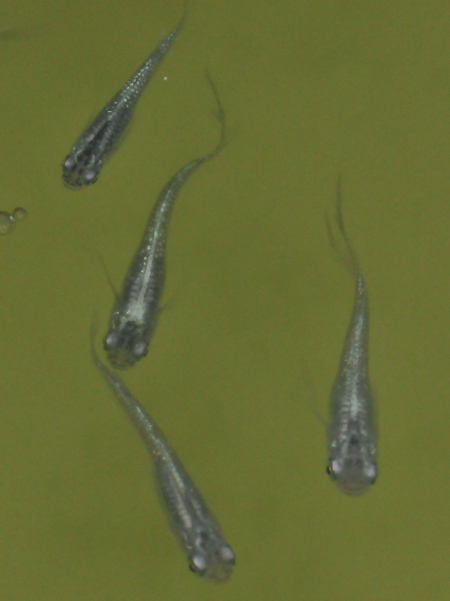 e0097534_16594377.jpg