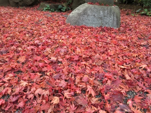 b0330040_15554345.jpeg