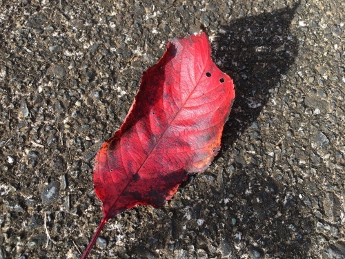 b0330040_20201684.jpeg
