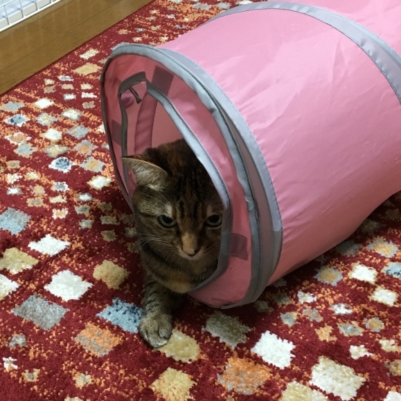 f0372445_20130755.jpeg