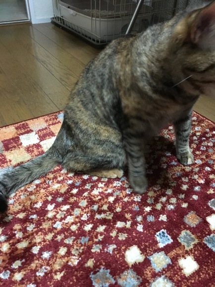 f0372445_20134512.jpeg
