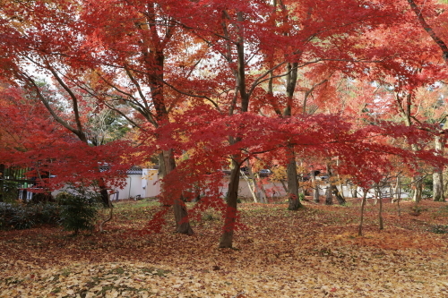 錦秋の古都 -奈良・京都-_c0237946_00181772.jpg