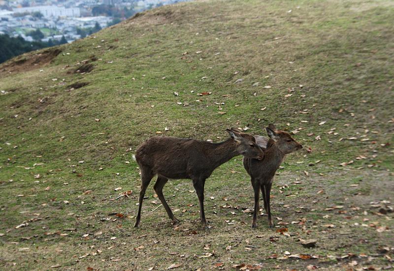 d0322448_11385110.jpg