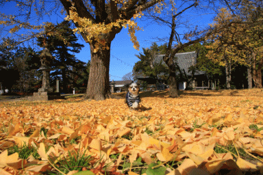 c0145250_09413907.gif