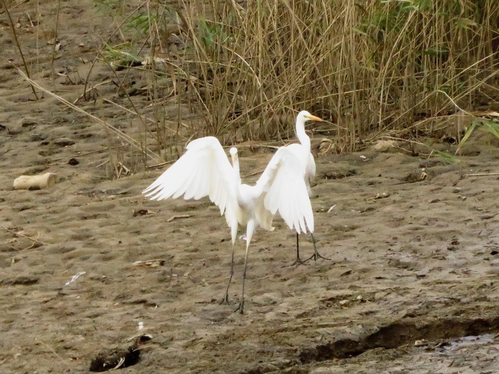 a0018655_12303632.jpg