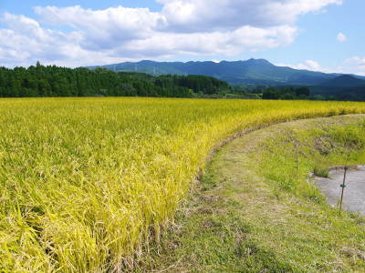 安全で美味しい熊本のお米を紹介!その2:水にこだわる匠のお米!「菊池水源棚田米」_a0254656_18381815.jpg