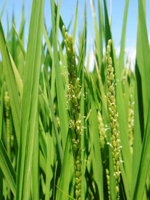 安全で美味しい熊本のお米を紹介!その2:水にこだわる匠のお米!「菊池水源棚田米」_a0254656_19253039.jpg