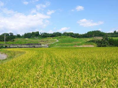 安全で美味しい熊本のお米を紹介!その2:水にこだわる匠のお米!「菊池水源棚田米」_a0254656_19283380.jpg