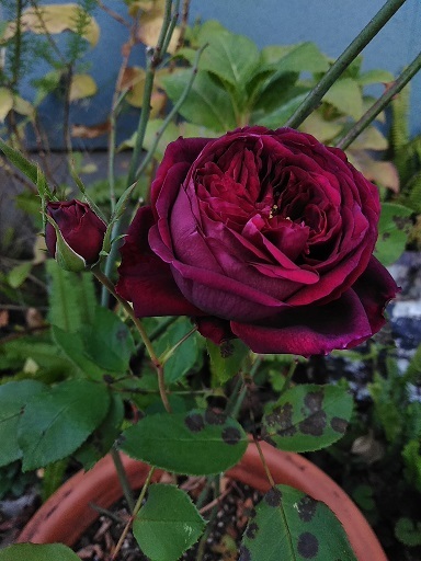 c0172261_15142841.jpg