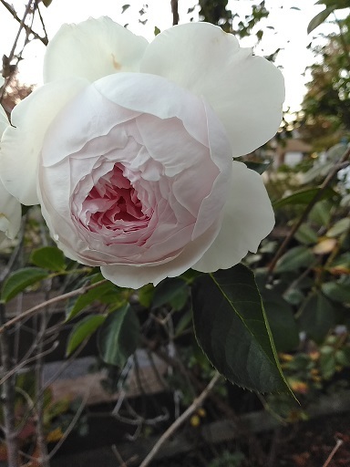 c0172261_15143948.jpg