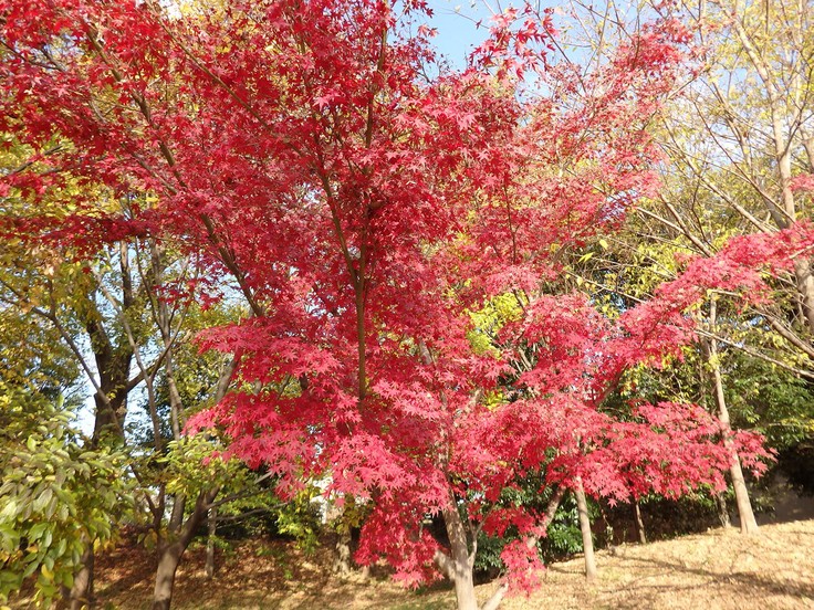 『河跡湖公園を鳥散歩～』_d0054276_20115378.jpg