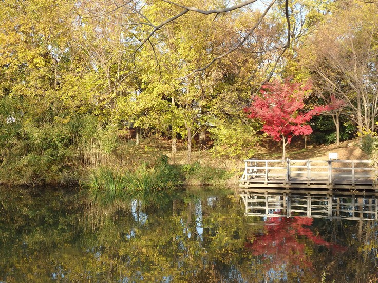 『河跡湖公園を鳥散歩～』_d0054276_2016162.jpg