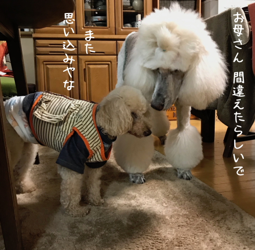 a0216583_23390431.png