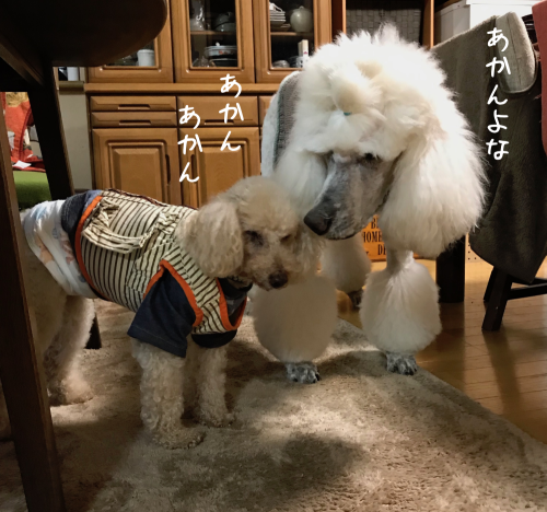 a0216583_23390826.png