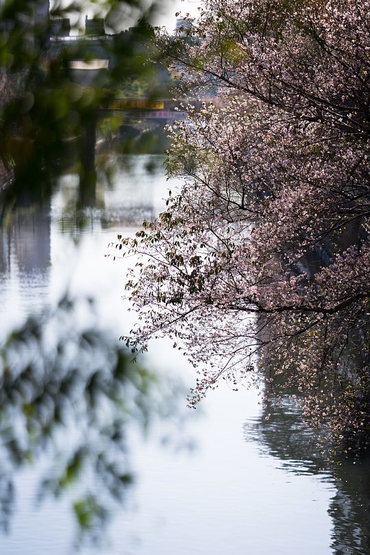 霜月の桜_d0353489_15244320.jpg