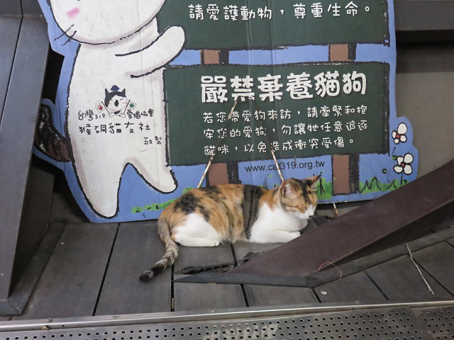 台湾の猫村へ行った_f0346196_06055994.jpg