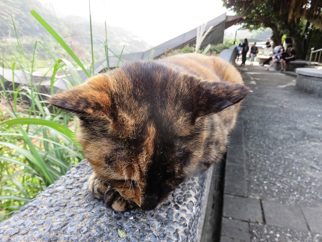 台湾の猫村へ行った_f0346196_06141035.jpg