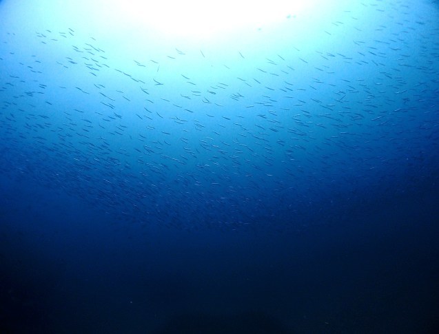 e0115199_18431954.jpg
