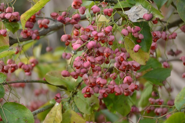 c0124100_22350069.jpg
