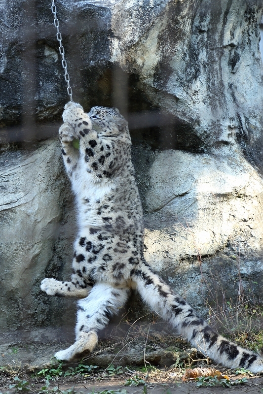 ちょっと逞しくなったユキヒョウのフクちゃん 旅プラスの日記 ちょっと逞しくなったユキヒョウのフクちゃん 旅プラスの日記