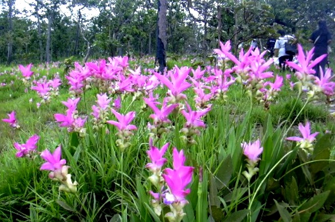 タイ追憶２３ コラート高原の生姜の花 写録番外編