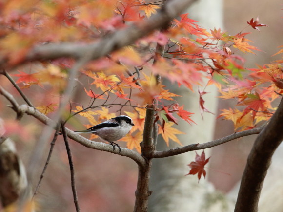 近所の公園の鳥たち　　　　ＨＴＮ_d0346713_19165864.jpg