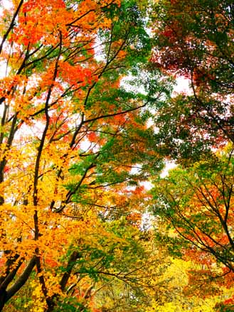 神代植物公園の紅葉 12月5日 シニアデジカメギャラリー