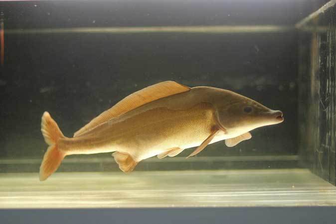 東京タワー水族館のイルカ！？～多彩なモルミルスたち : 続々