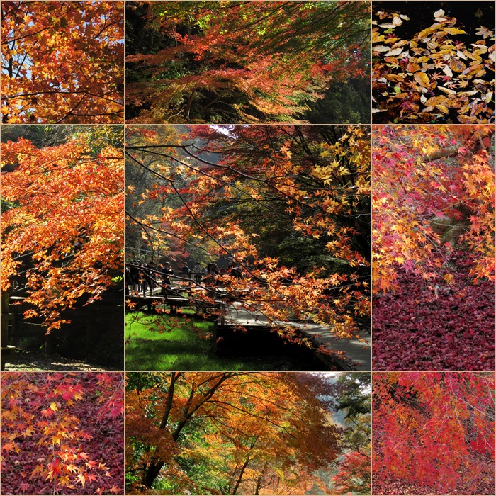 千葉県 濃溝の滝遊歩道 最後の紅葉に包まれる 1 21撮影 18 12 6 むっちゃんの花鳥風月 鳥 猫 花 空 山 千葉県 濃溝の滝遊歩道 最後の紅葉に包まれる 1 21撮影 18 12 6 むっちゃんの花鳥風月 鳥 猫 花 空 山