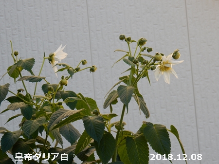 e0033229_1646641.jpg