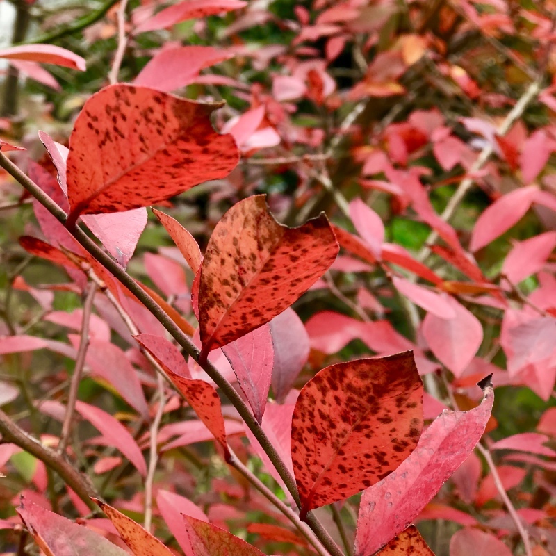 我が家の植物_f0338831_11355326.jpeg