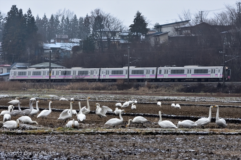 みちのく御所湖の白鳥たち１5_d0067934_10205461.jpg