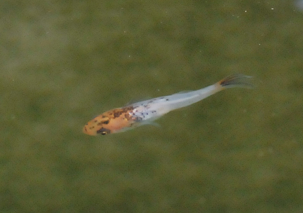 e0097534_1759863.jpg