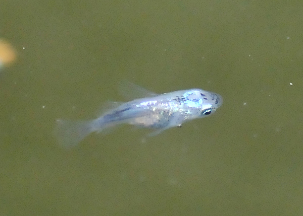 e0097534_1813948.jpg