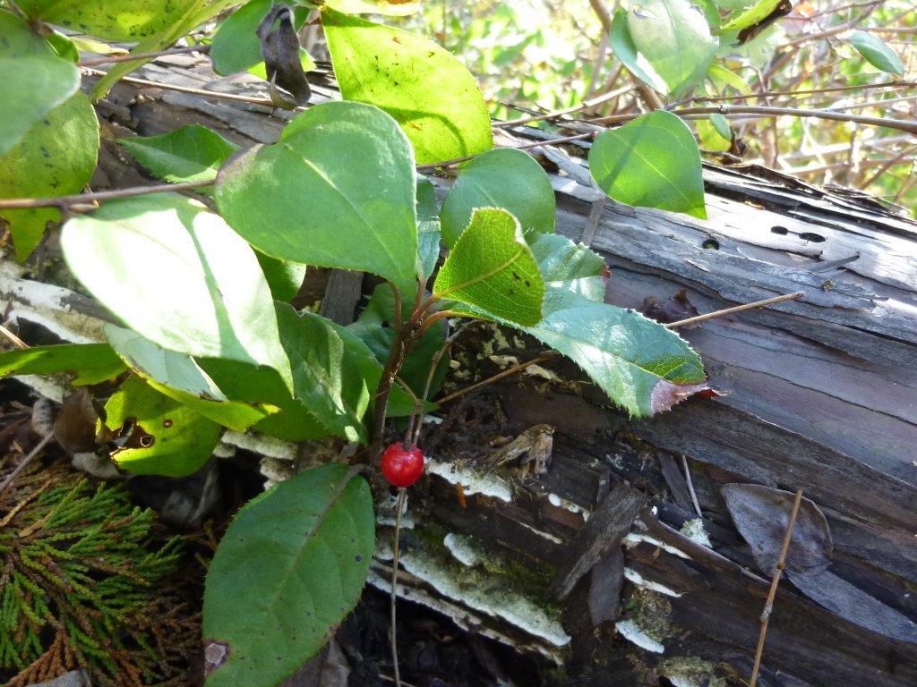b0298935_20302367.jpg