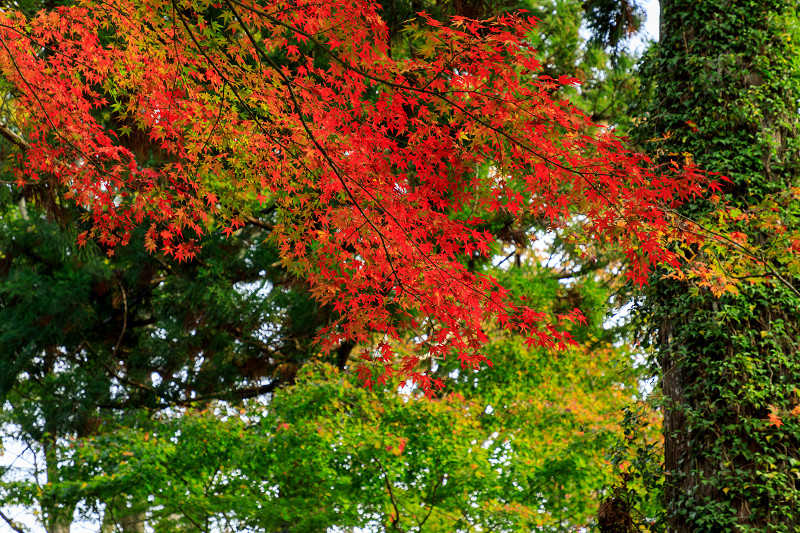 京の紅葉2018　三千院・秋景色_f0155048_0132024.jpg