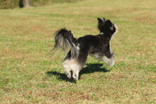c0145250_09015451.gif