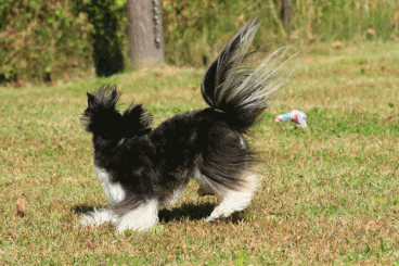 c0145250_09021263.gif