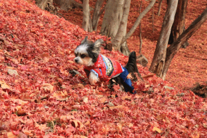 c0145250_14432603.gif